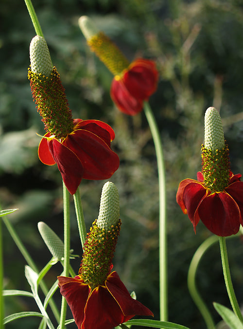 RATIBIDA COLUMNIFERA 'RED MIDGET'