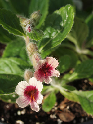 REHMANNIA GLUTINOSA