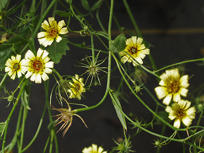 REICHARDIA TINGITANA