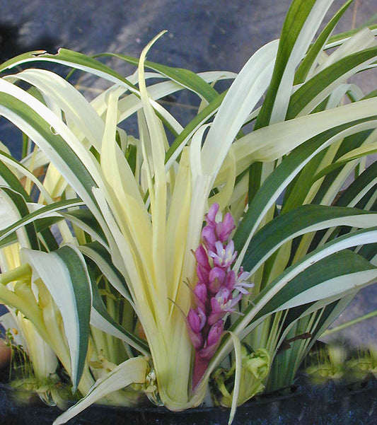 REINECKEA CARNEA 'VARIEGATA'