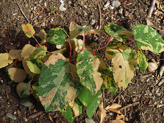 REYNOUTRIA x BOHEMICA 'SPECTABILIS'