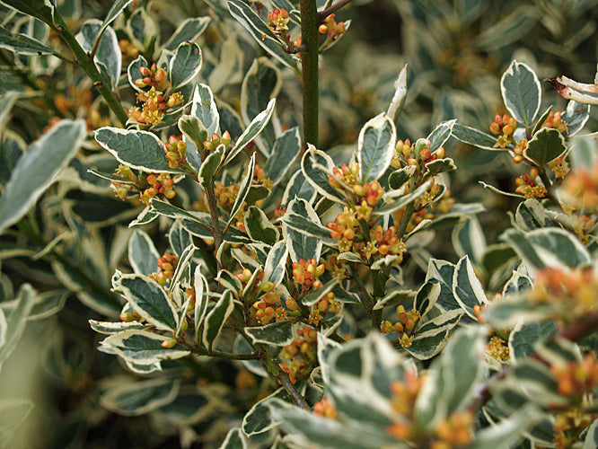 RHAMNUS ALATERNUS 'ARGENTEOVARIEGATA'