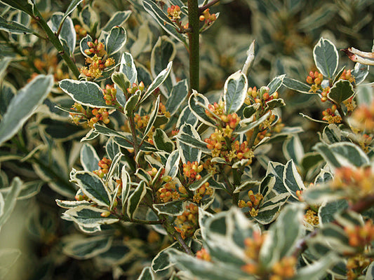 RHAMNUS ALATERNUS 'ARGENTEOVARIEGATA'