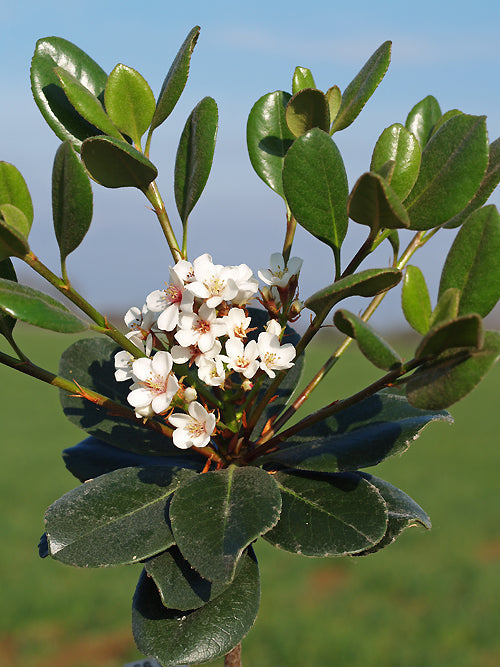 RHAPHIOLEPIS UMBELLATA f.OVATA