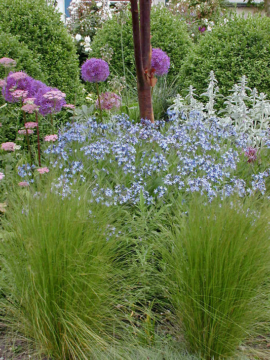 AMSONIA ORIENTALIS TURKISH FORM