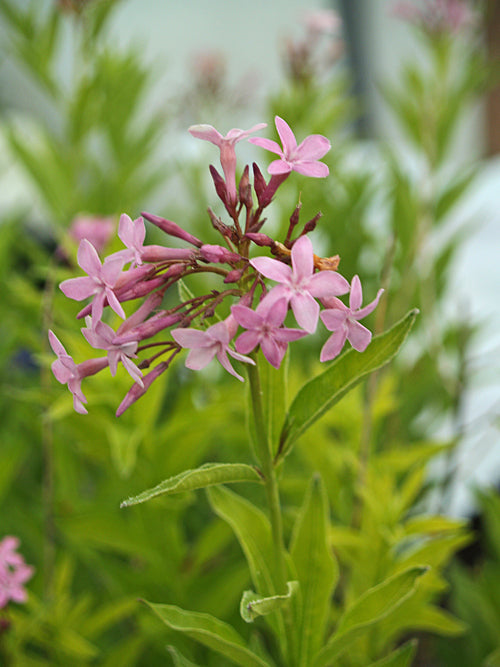 AMSONIA ORIENTALIS yellow lvs.pink flowers TURKISH FORM