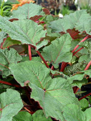 RHEUM 'ACE OF HEARTS'