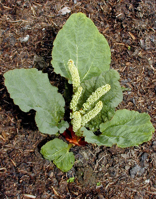 RHEUM SP. FEDTACHENKOI