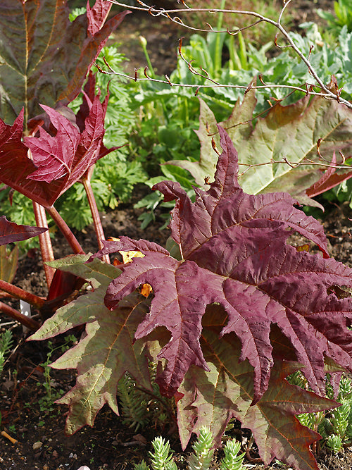 RHEUM PALMATUM 'FERGUSON'S RED'