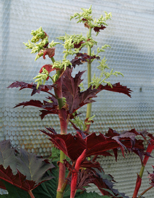 RHEUM PALMATUM 'HADSPEN CRIMSON'