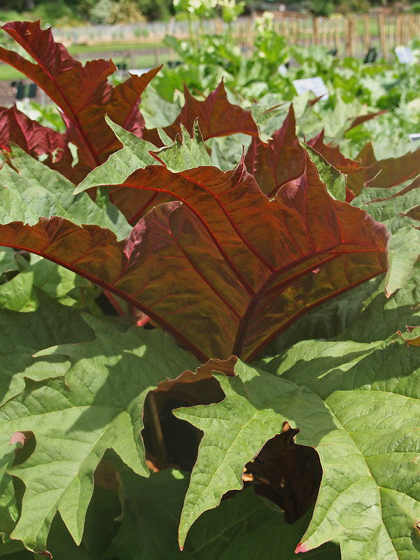 RHEUM PALMATUM