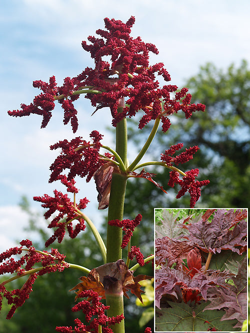 RHEUM PALMATUM 'RED HERALD'