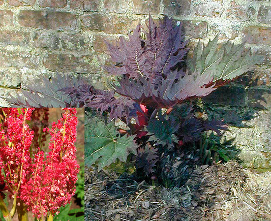 RHEUM PALMATUM 'BOWLES' CRIMSON'