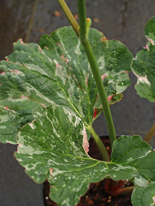 RHEUM AUSTRALE 'PINK MARBLE'