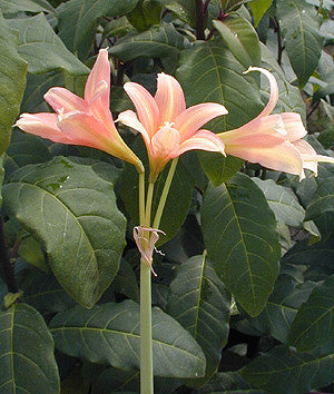 RHODOPHIALA CHILENSIS F&W 9700