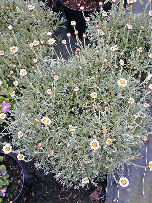 RHODANTHEMUM GAYANUM