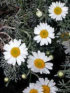 RHODANTHEMUM HOSMARIENSE