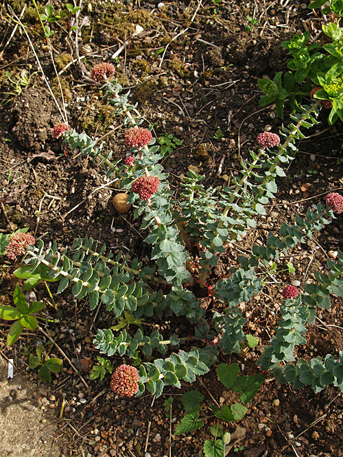 RHODIOLA HETERODONTA