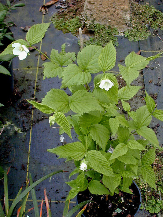 RHODOTYPOS SCANDENS