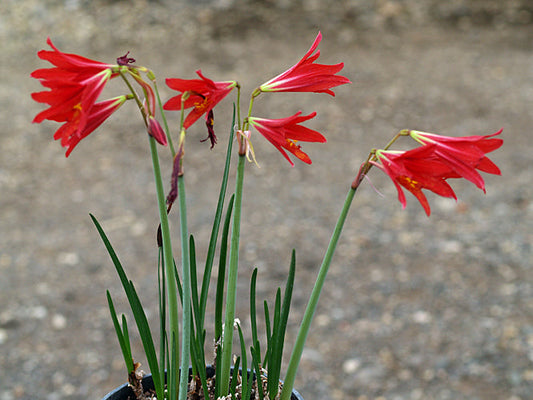 RHODOPHIALA BIFIDA 'HILL COUNTRY RED'