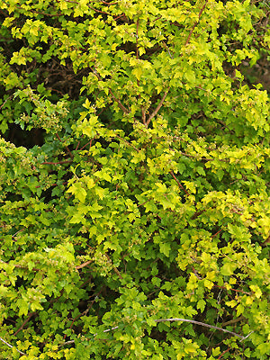 RIBES ALPINUM 'AUREUM'