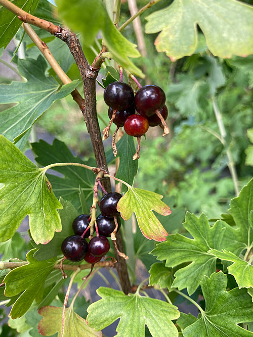RIBES AMERICANUM