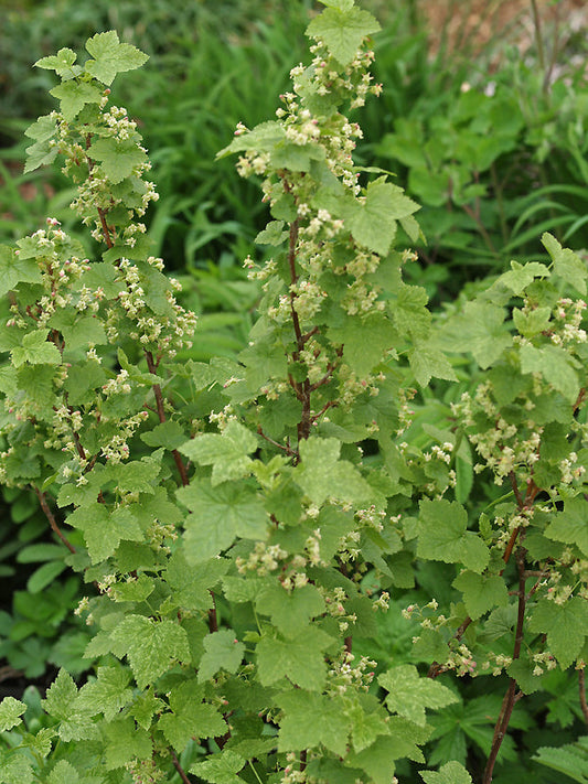 RIBES AMERICANUM 'VARIEGATUM'