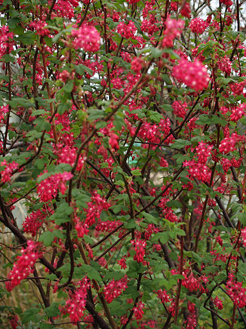 RIBES SANGUINEUM 'KING EDWARD VII'