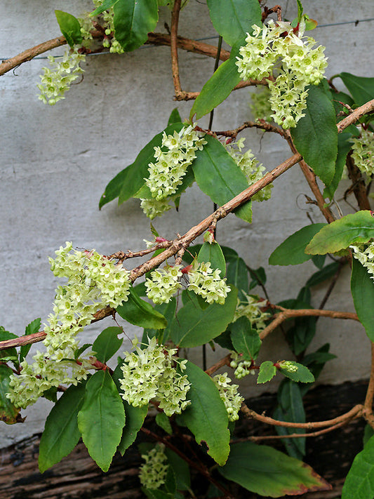 RIBES LAURIFOLIUM 'MRS.AMY DONCASTER'