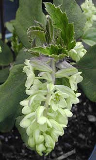 RIBES LAURIFOLIUM ROSEMOOR FORM