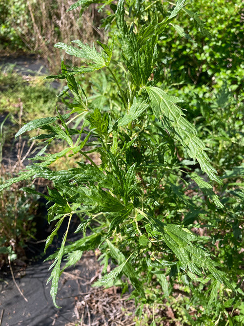 RIBES NIGRUM 'LACINIATUM'