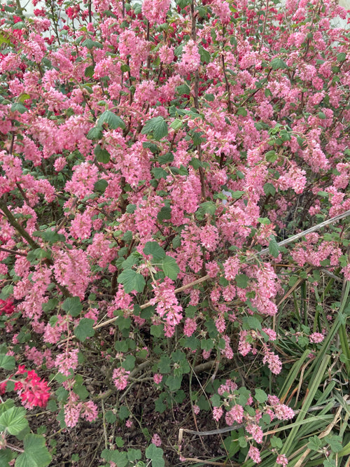 RIBES SANGUINEUM 22/X09/roadside 'ALAN GREY'