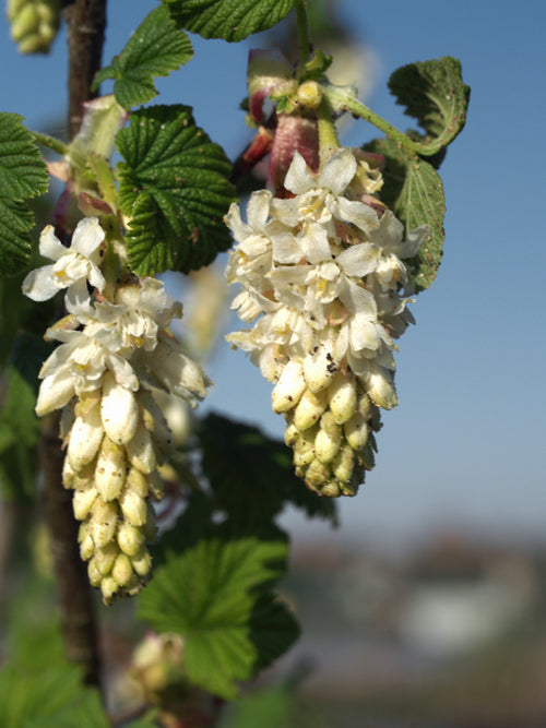 RIBES SANGUINEUM 'ELKINGTON WHITE'