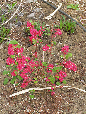 RIBES SANGUINEUM 'KOJA'