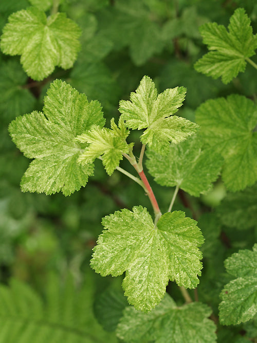 RIBES SANGUINEUM 'TAFF'S KIM'