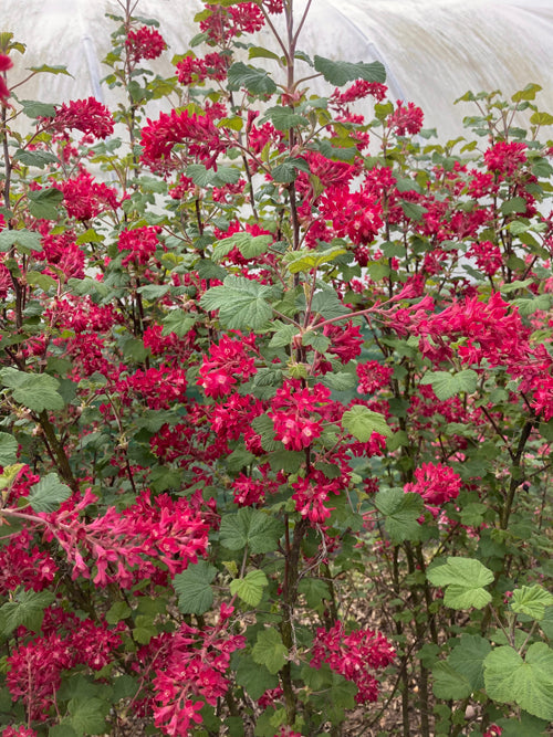 RIBES SANGUINEUM 22/X13/middle row