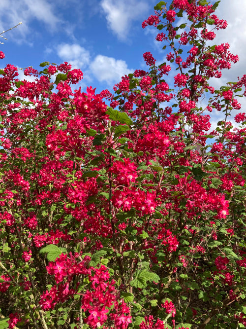 RIBES SANGUINEUM seedling D
