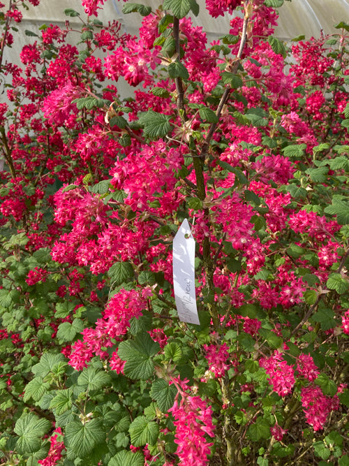 RIBES SANGUINEUM seedling seedling 22/X09/,2 row