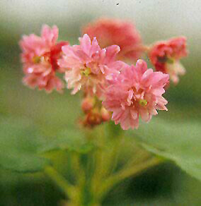 RIBES SANGUINEUM 'PLENUM'