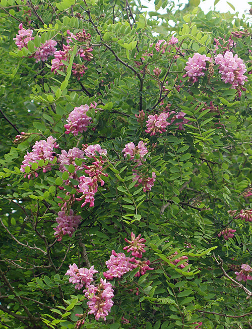 ROBINIA NEOMEXICANA NNS 99-440