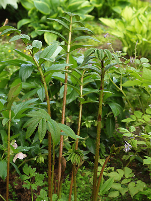 RODGERSIA SAMBUCIFOLIA Huntingbrook clone