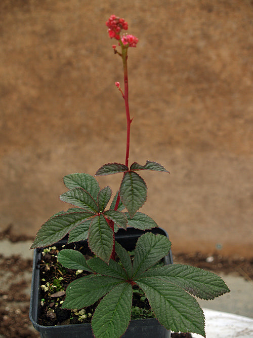 RODGERSIA 'BRONZE PEACOCK'