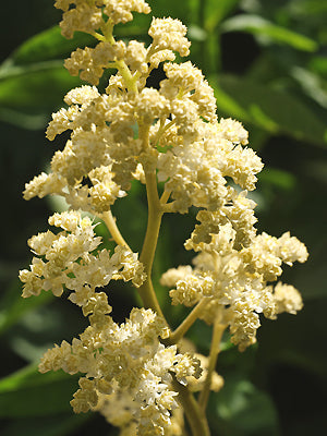 RODGERSIA 'LA BLANCHE'
