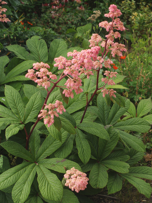 RODGERSIA PINNATA 'SUPERBA'