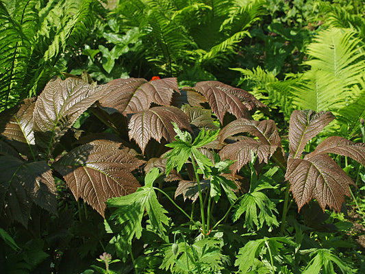RODGERSIA PODOPHYLLA 'ROTLAUB' GROUP