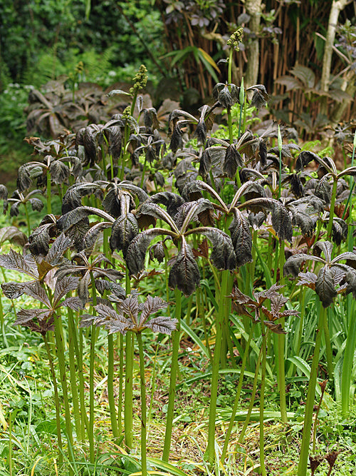 RODGERSIA PODOPHYLLA