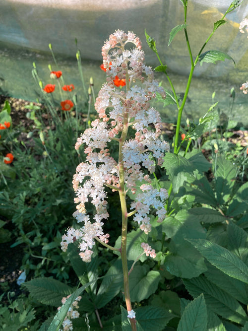 RODGERSIA SAMBUCIFOLIA 'MOUNTAIN SELECT'