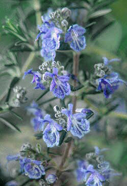ROSMARINUS OFFICINALIS 'SEVERN SEA'