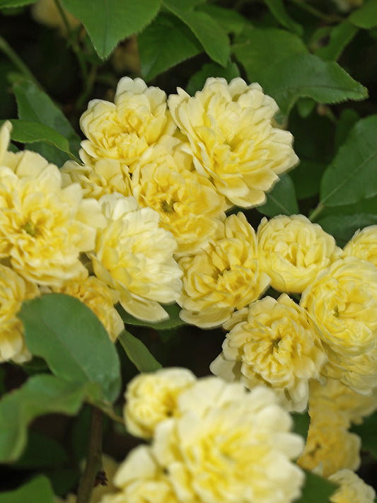 ROSA BANKSIAE 'LUTEA'