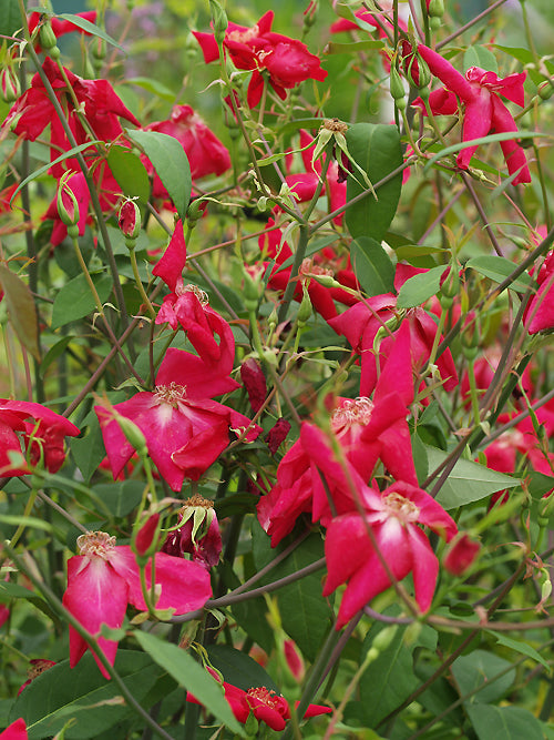 Rosa chinensis 'Bengal Beauty'